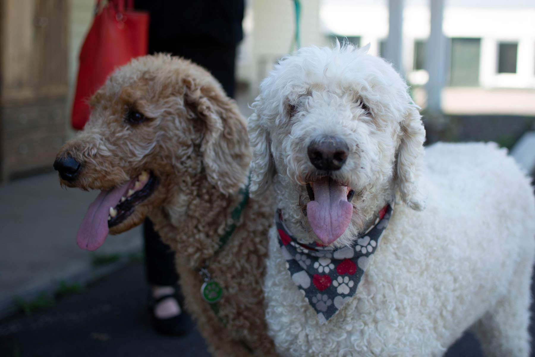 Poodles Owen and Finn panting on a warm day in the shade
